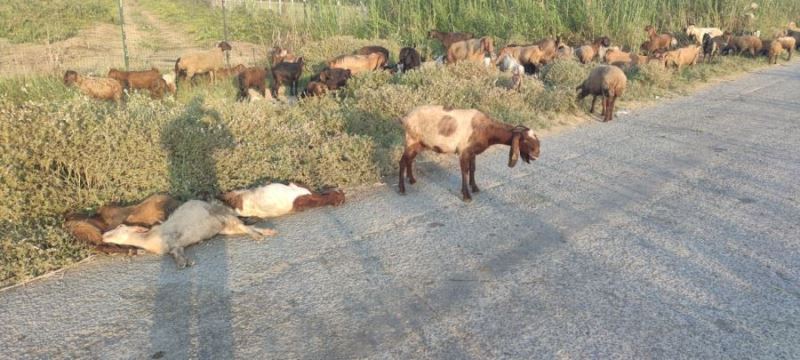 Mersin’in Tarsus ilçesinde arazide otlayan 48 hayvan telef oldu. 