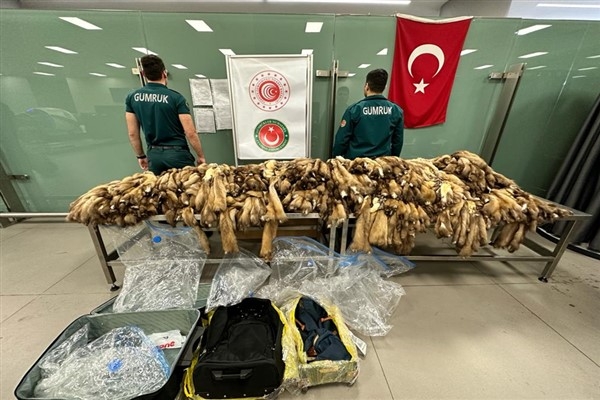 İstanbul Havalimanı’nda kaçak samur postu ele geçirildi