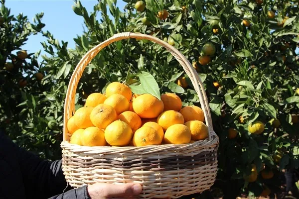 Anamur’da Çiftçiler Umutlu Ama Zorluklar Kapıda