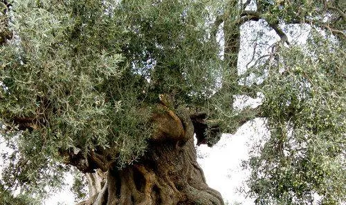 900 yıllık zeytin ağacı yeniden hayat buldu şimdi dalları meyve yüklü