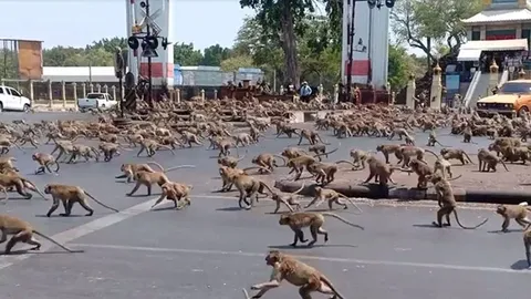 Hundreds of Monkeys Invade Police Station in Thailand