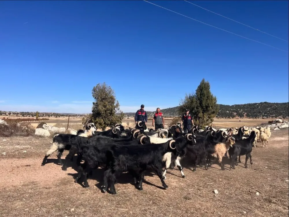 Bozyazı’daki Kayıp Keçiler Jandarma Tarafından Bulundu