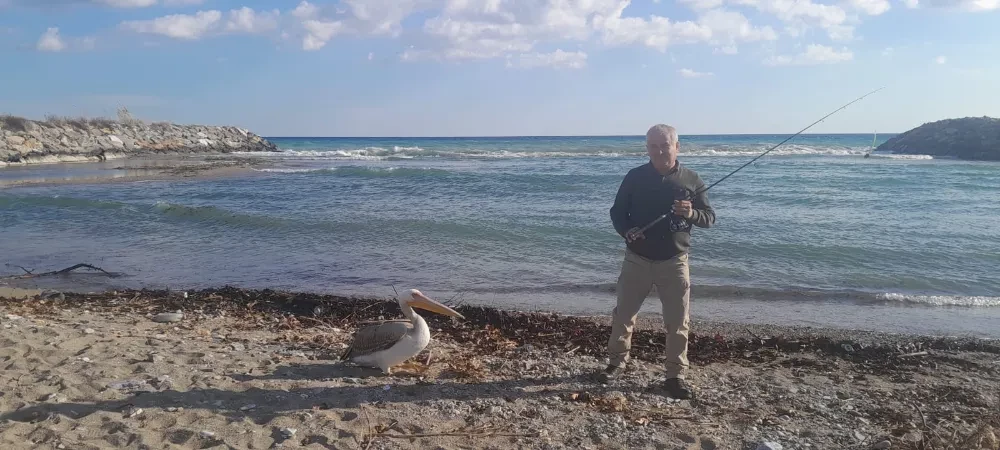 Bu Pelikan Amatör Balıkçıların Peşini Bırakmıyor