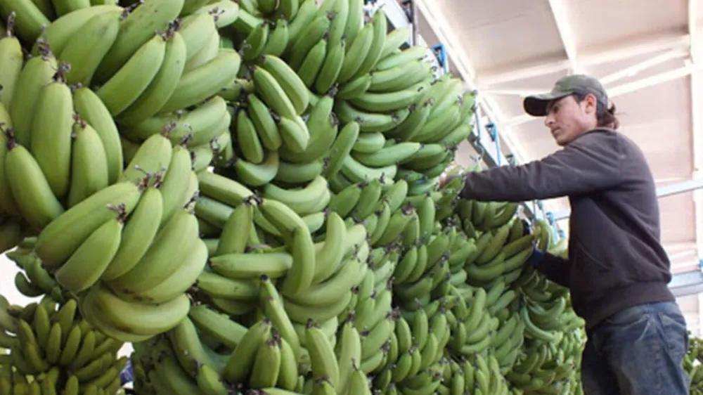 Üretici Anamur Muzu İçin Koruma Kalkanı