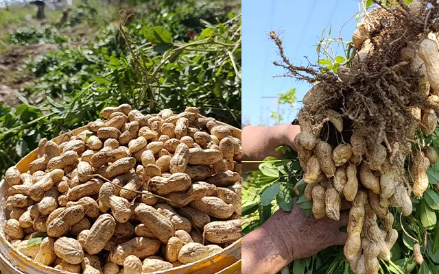 Anamur Yer Fıstığının Coğrafi İşaret Başarısı Pazara İmzasını Attı 