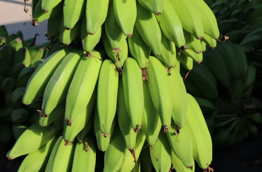 Anamur Muzunun Marka Değeri Yükseliyor Umudunda Maalesef Başa Dönüldü