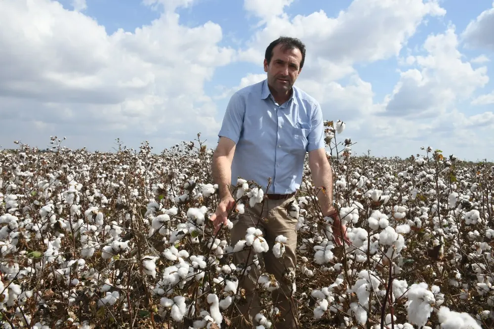 Pamukta Kriz Alarmı: Üreticiler Destek Eksikliğiyle Alternatif Ürün Arayışına Girdi