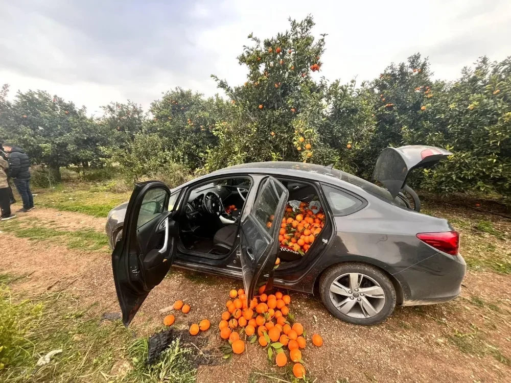 Mersin Jandarması’ndan Narenciye Hırsızlığı Operasyonu: 500 Kg Portakal Ele Geçirildi