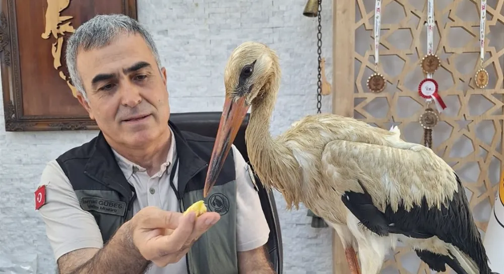Yangından Kaçan Yaralı Leylek Anamur’da Koruma Altına Alındı