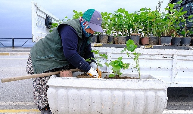 Rengarenk Sardunyalar Ayvalık'ı Süslüyor