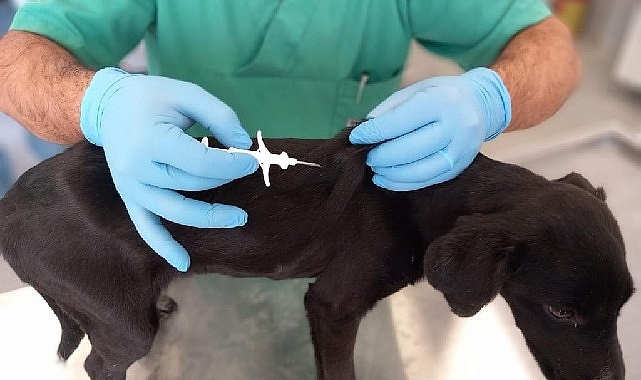 İzmir'de 32 bin sokak köpeğine mikroçip takıldı