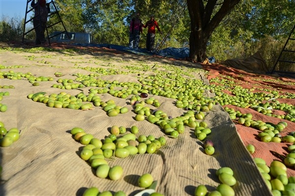 Bu yıl Sofralık zeytin ihracatı % 24 lük arttı