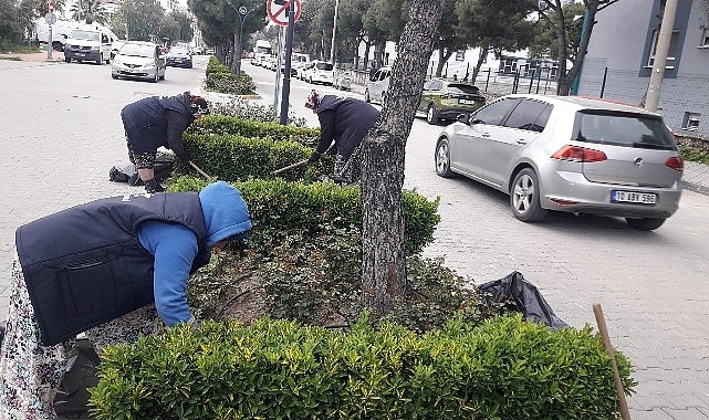 Burhaniye'de yabani ot temizliği çalışmaları başladı